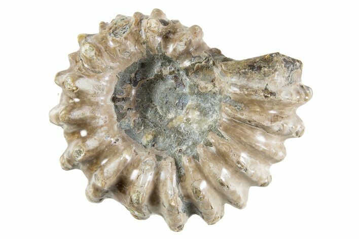 Bumpy Ammonite (Douvilleiceras) Fossil - Madagascar #343797